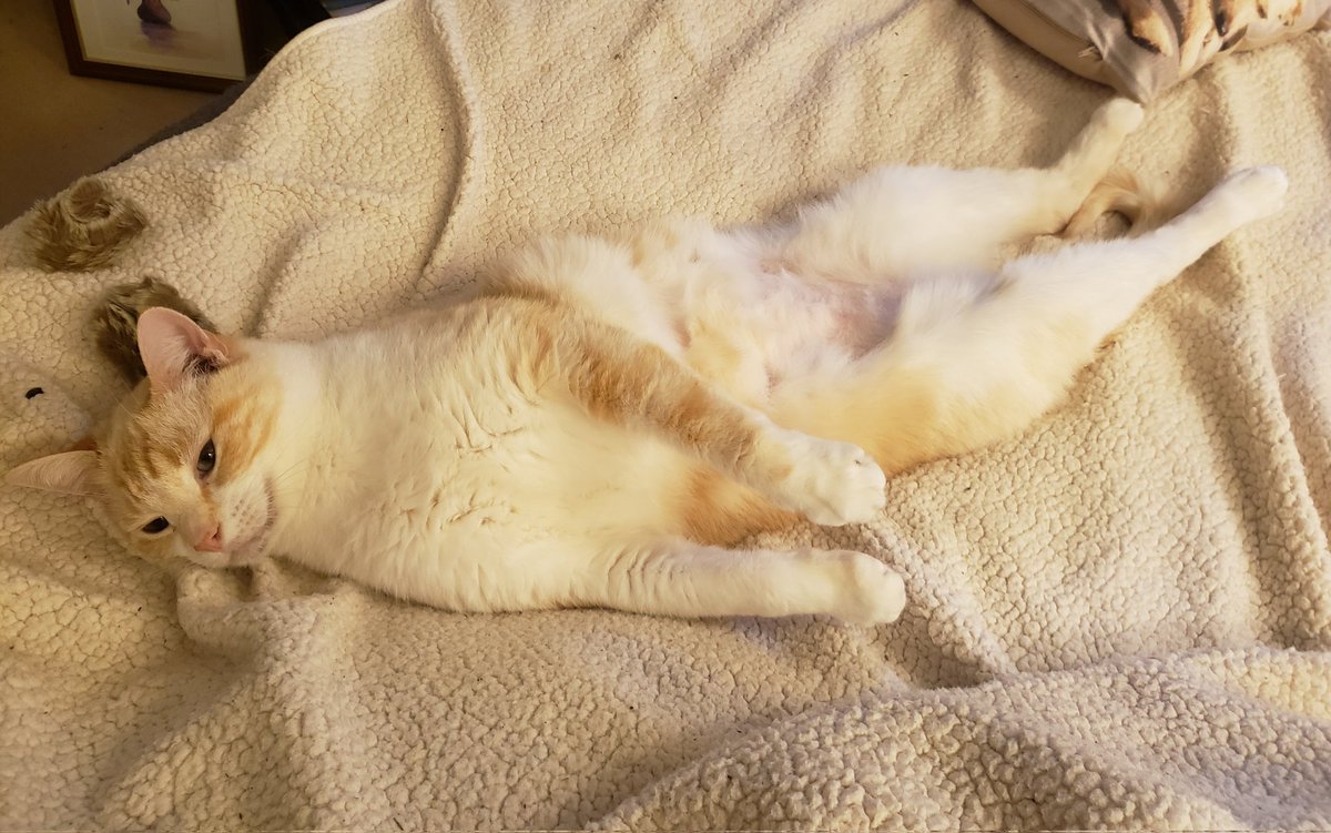 CatsofKelsters's tweet photo. #mogyog #fruit @MrMoustacheCat Flump posing as a banana&amp; with bananas! https://t.co/Xjb3DDJIDu