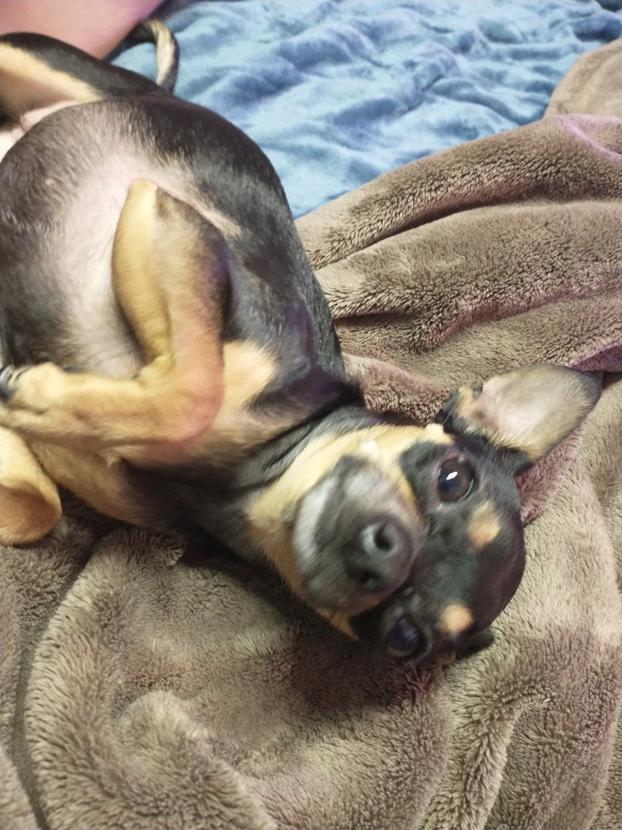 <a href="/pmclsf/">Paul McLachlan, PhD</a> <a href="/darth/">darth™</a> Did someone say treat?!