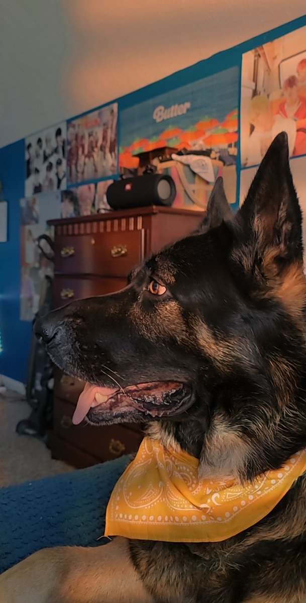 jaywhypeepapi's tweet photo. @JamesMarriottYT His names Zeus https://t.co/yuGAVnBJtM
