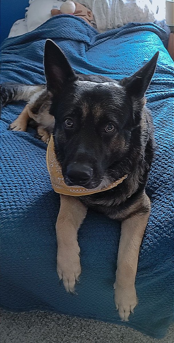 jaywhypeepapi's tweet photo. @JamesMarriottYT His names Zeus https://t.co/yuGAVnBJtM