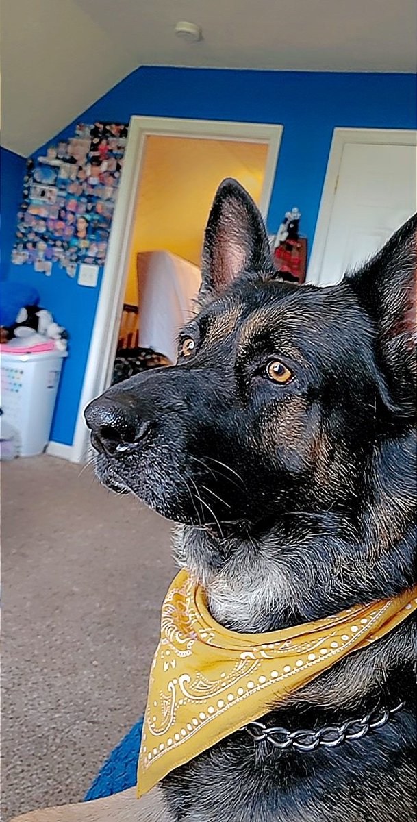 jaywhypeepapi's tweet photo. @JamesMarriottYT His names Zeus https://t.co/yuGAVnBJtM