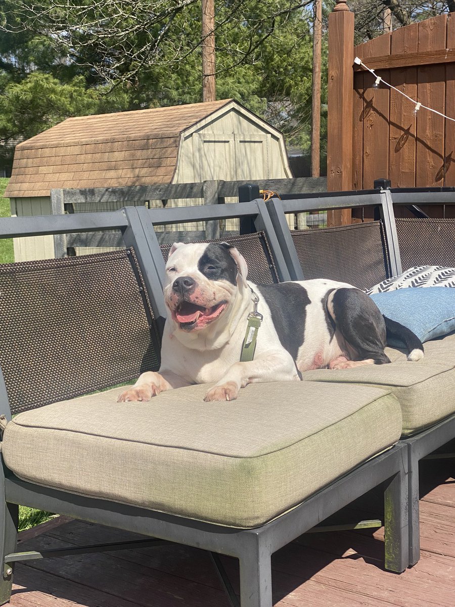 MissIsonPE's tweet photo. Dryin out the outside cushions, the dogs had other ideas 😂 https://t.co/dl99jnEUDh