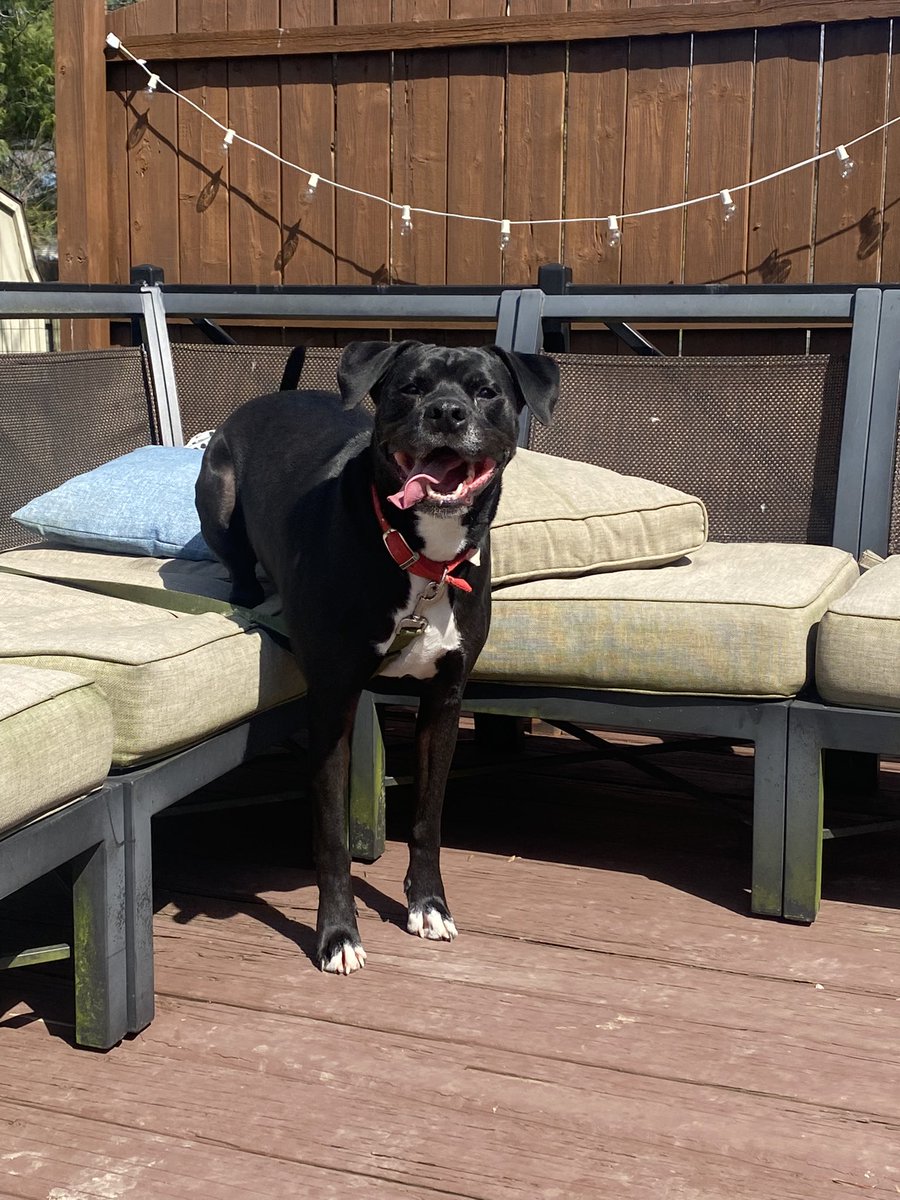 MissIsonPE's tweet photo. Dryin out the outside cushions, the dogs had other ideas 😂 https://t.co/dl99jnEUDh