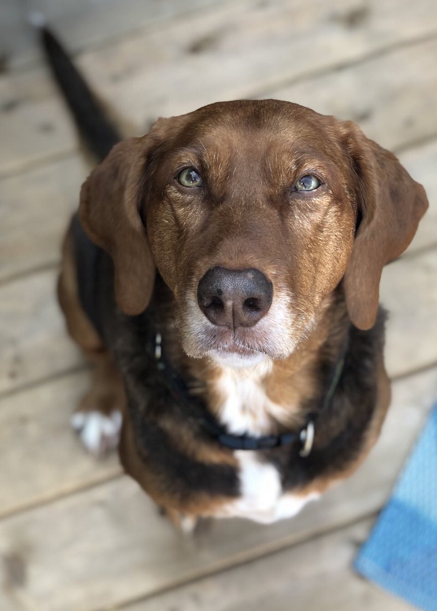 CancerWithGrace's tweet photo. @Phil_Sledge I’ll be 14 in June!! Altho I often fib about my age as my hoomum says I don’t look a day over 10! #sledged https://t.co/dpvOj0zDt1