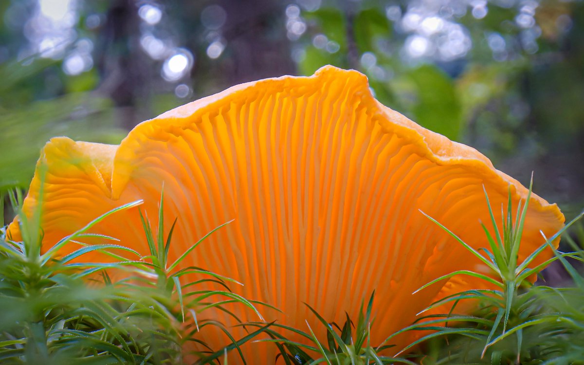 mycelialweb's tweet photo. Gm Happy Mushroom Monday! 🍄

LTNP 018 

Chanterelle are mycorrhizal fungi growing in association with a range of different species of hardwood trees throughout the world. Established chanterelle mycelium can stretch out over vast distances spanning many hundreds of meters across the forest floor. These mushrooms will fruit prolifically in the same spot all summer long- year after year.