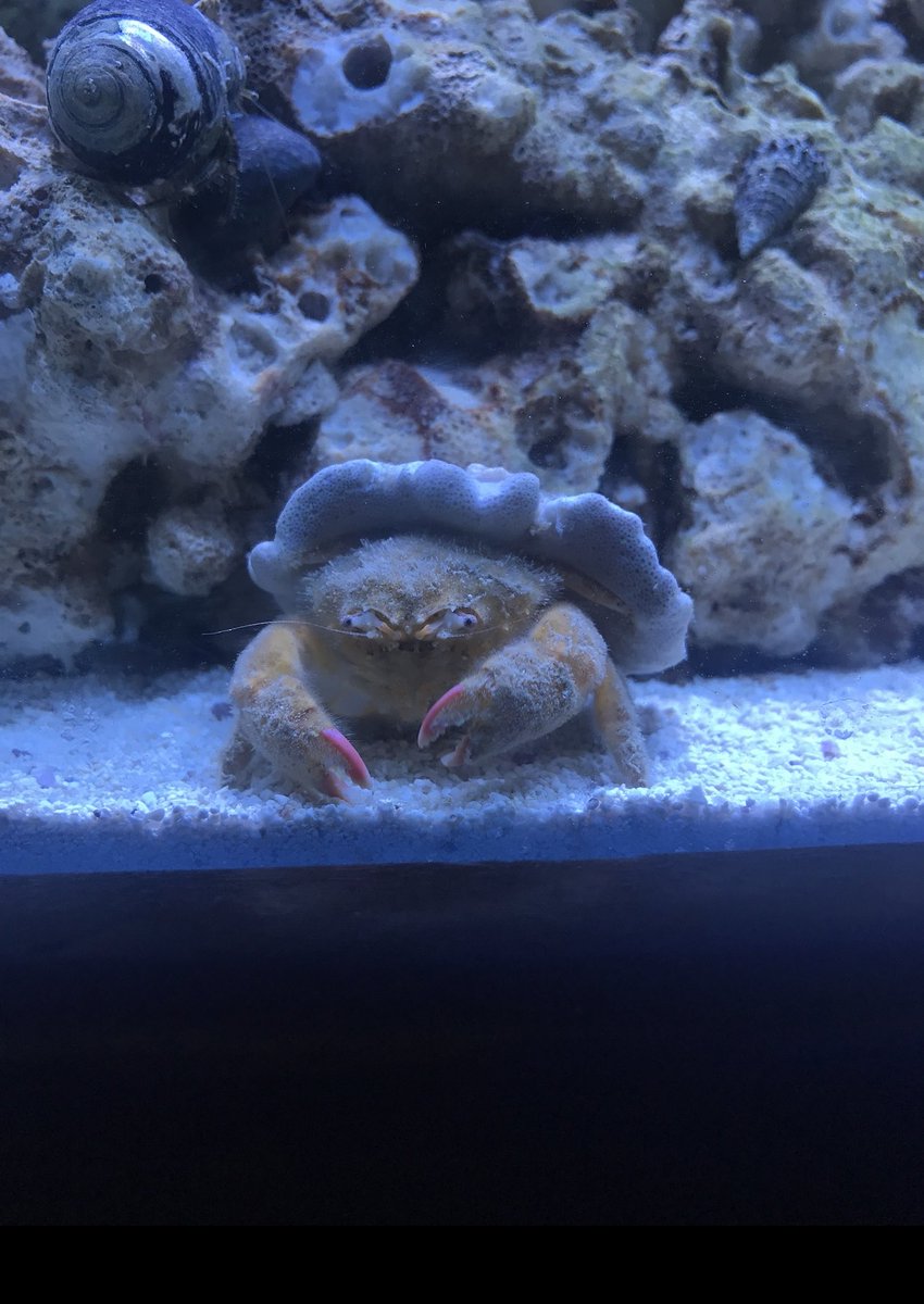thinking about the time I woke up and saw my coral was strangely missing a chunk of its body, only to find my crab wearing it as a hat