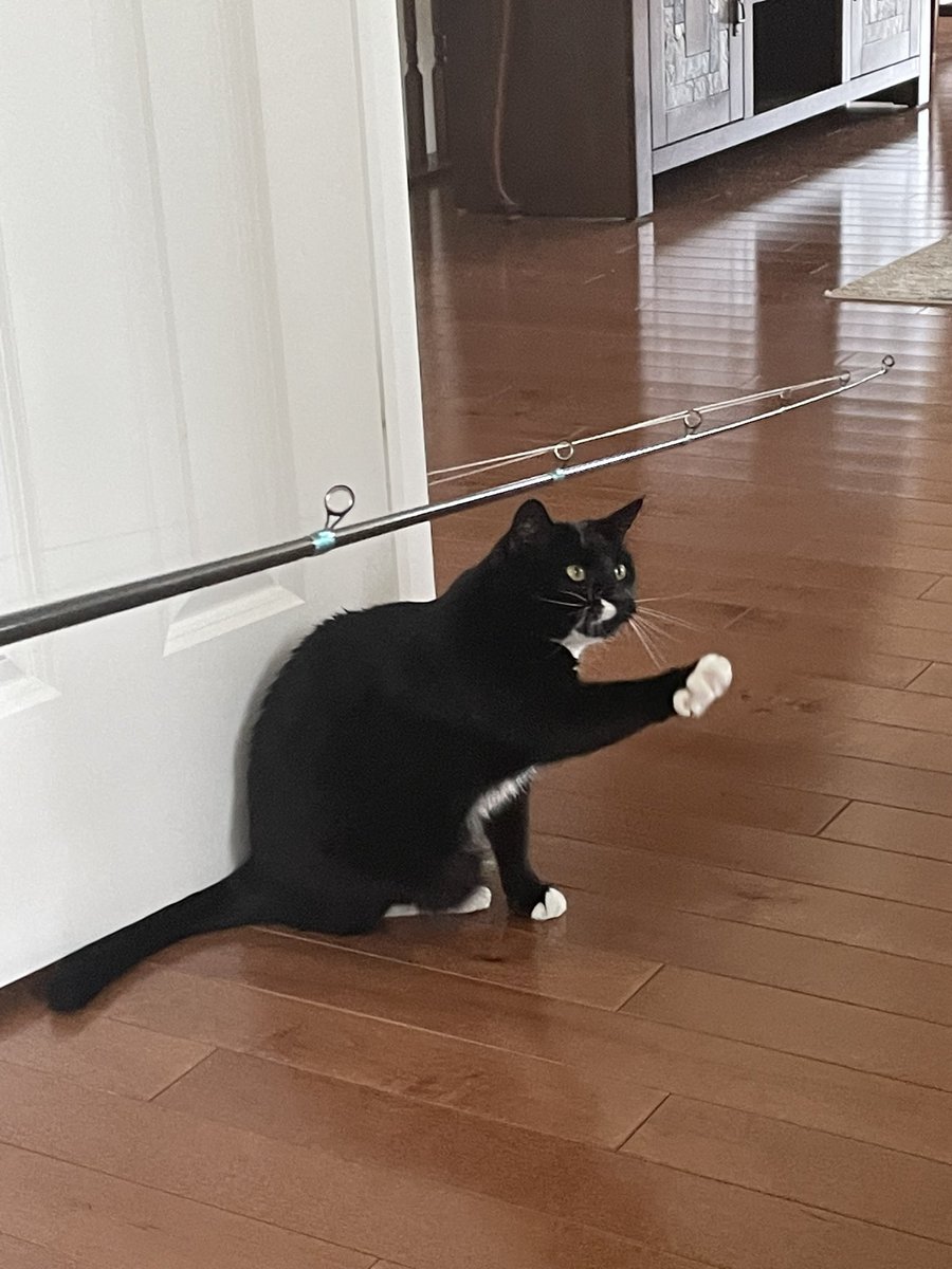 randywrites2012's tweet image. Cat fishing 
#PennyStyle 
#portraitsofpenny
#CatsOfTwitter 
🎣🐈‍⬛🐾