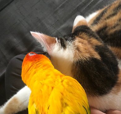 humbracker's tweet image. eym.  Snifign  wierde  , lookign Bird.