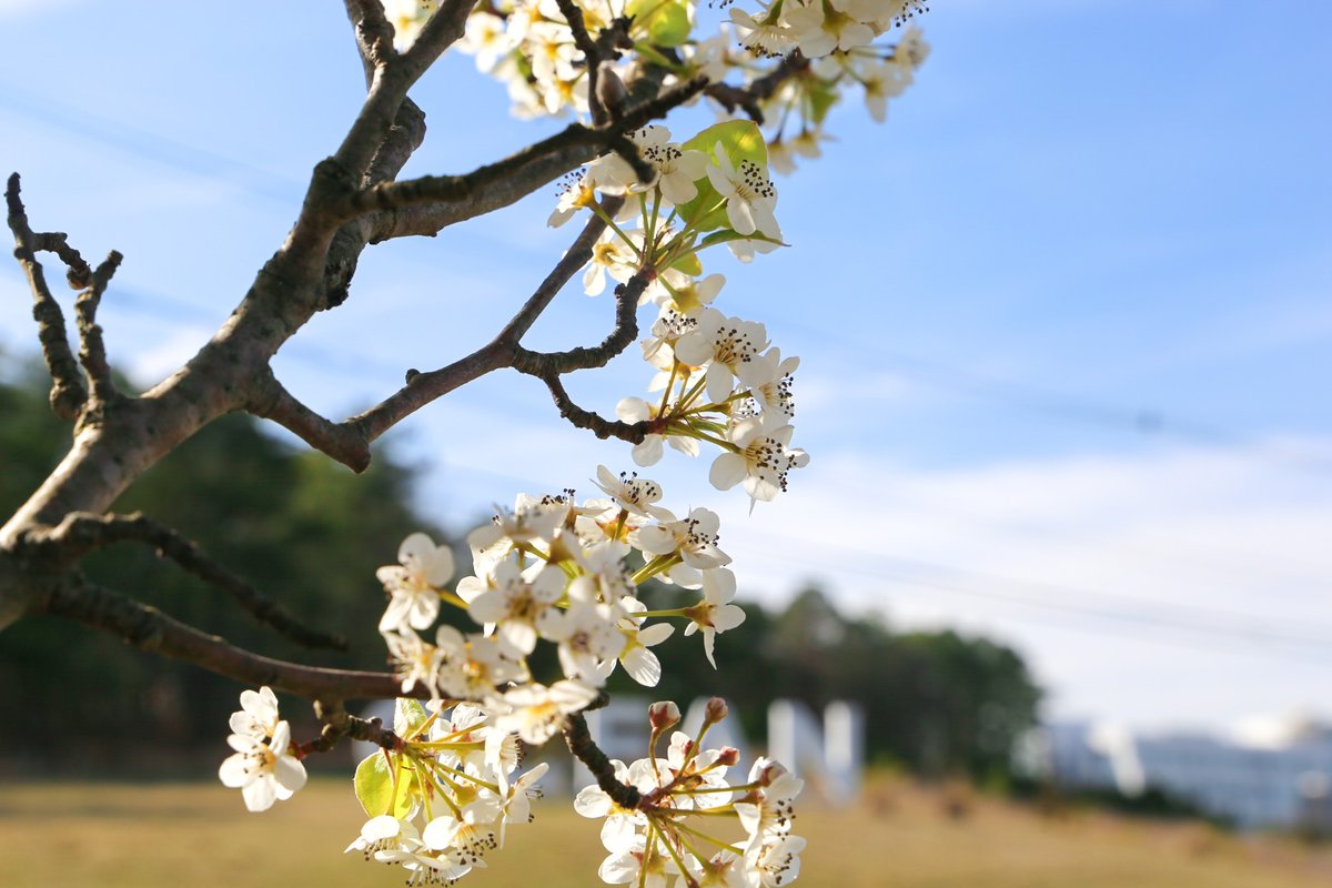OceanEdu's tweet photo. It's beginning to look like spring! 🌼 We can't wait to see our beautiful campus in full bloom! 🌷🌸
#MyOcean #OCC #OceanCountyCollege #CommunityCollege #NJCommCollege #NJCommColleges #Spring #SpringVibes #Spring2023 https://t.co/uExKKRDvnW