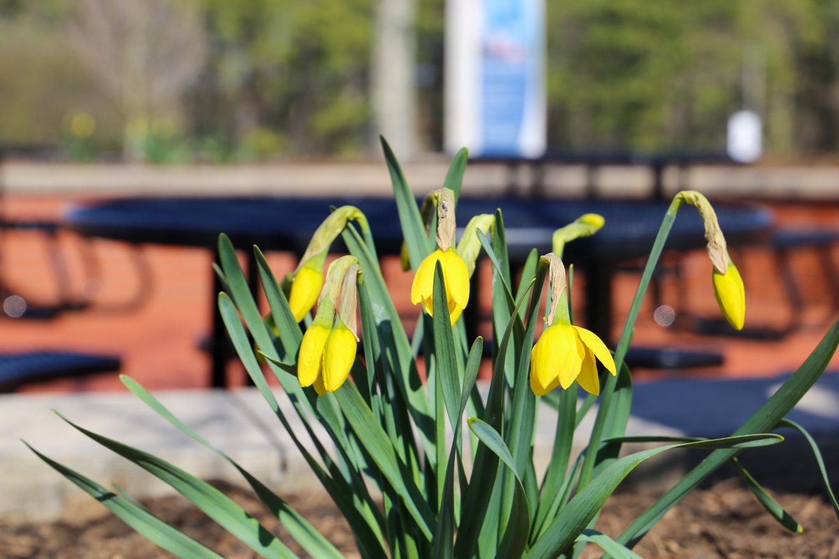 OceanEdu's tweet photo. It's beginning to look like spring! 🌼 We can't wait to see our beautiful campus in full bloom! 🌷🌸
#MyOcean #OCC #OceanCountyCollege #CommunityCollege #NJCommCollege #NJCommColleges #Spring #SpringVibes #Spring2023 https://t.co/uExKKRDvnW