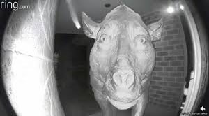 Strange Ring Doorbell Media (@ringstrange) on Twitter photo 