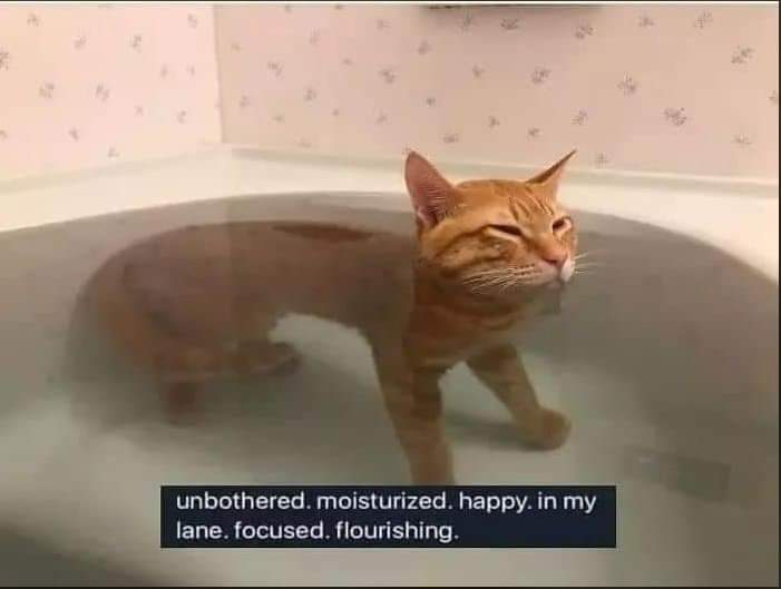 CATBRAINCELL's tweet photo. https://t.co/VjIOG7uq5X