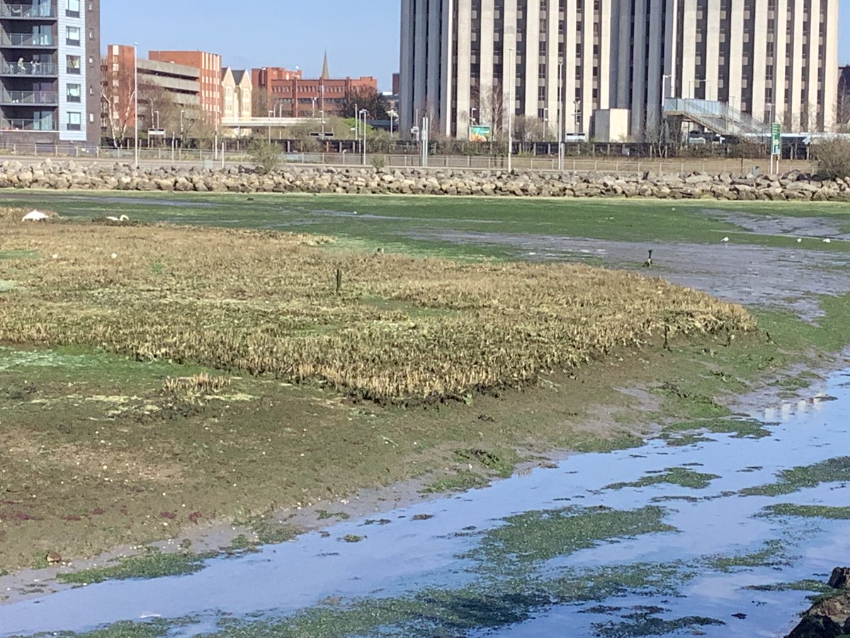 ProjectRaNTrans's tweet photo. In Holes Bay, Poole Harbour today with #Dan Franklin, @AnnesiaLamb & #JustinOwens filming the site challenges from high nutrients and rapid growth of seaweed algal mat.
Stay tuned to see the final cut...
#RaNTrans
#NutrientRemediation
#HabitatRestoration
#NaturebasedSoluition https://t.co/0XJoOfcetq
