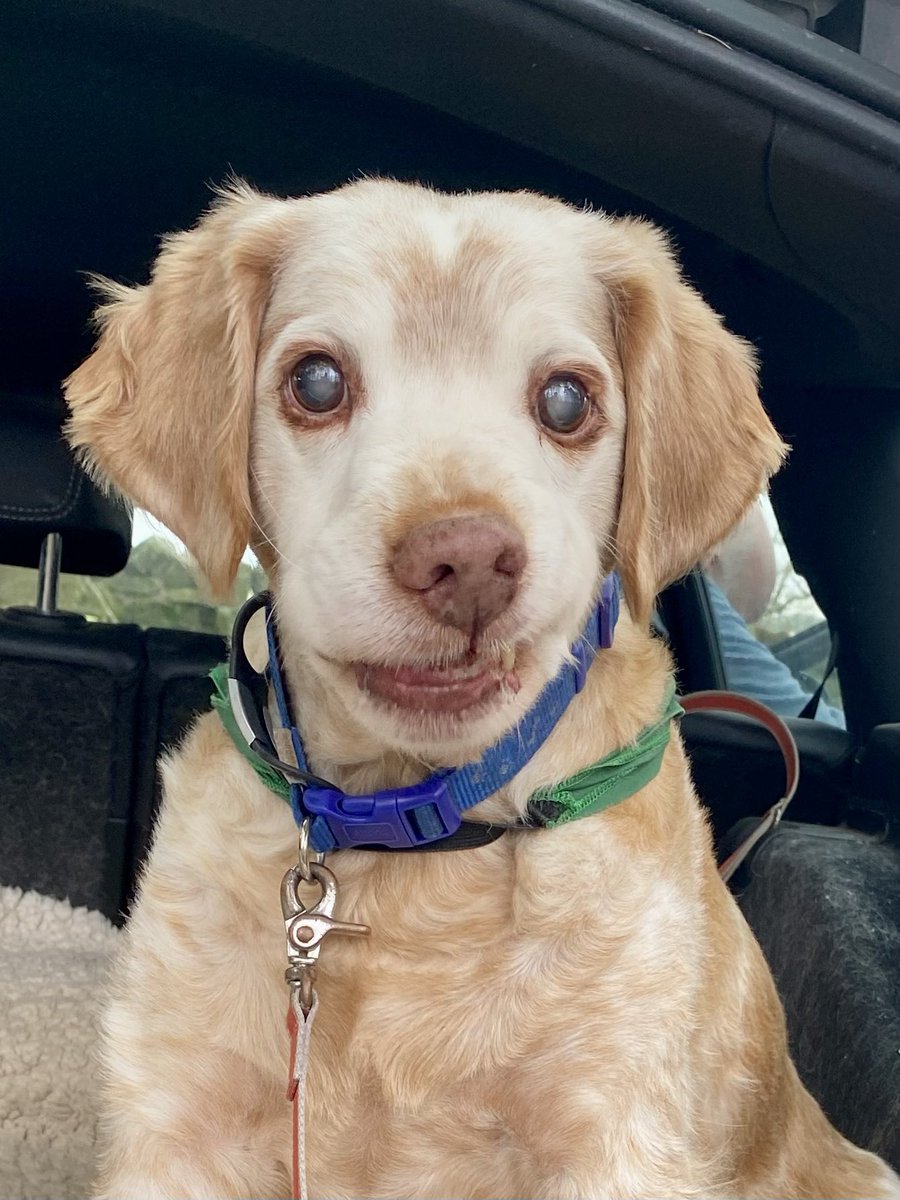 SpanielsSuper's tweet photo. @emmapalfrey1 I know…… 🤣🤣 I’m adorable #ModestToo https://t.co/9wqqUpJTnd