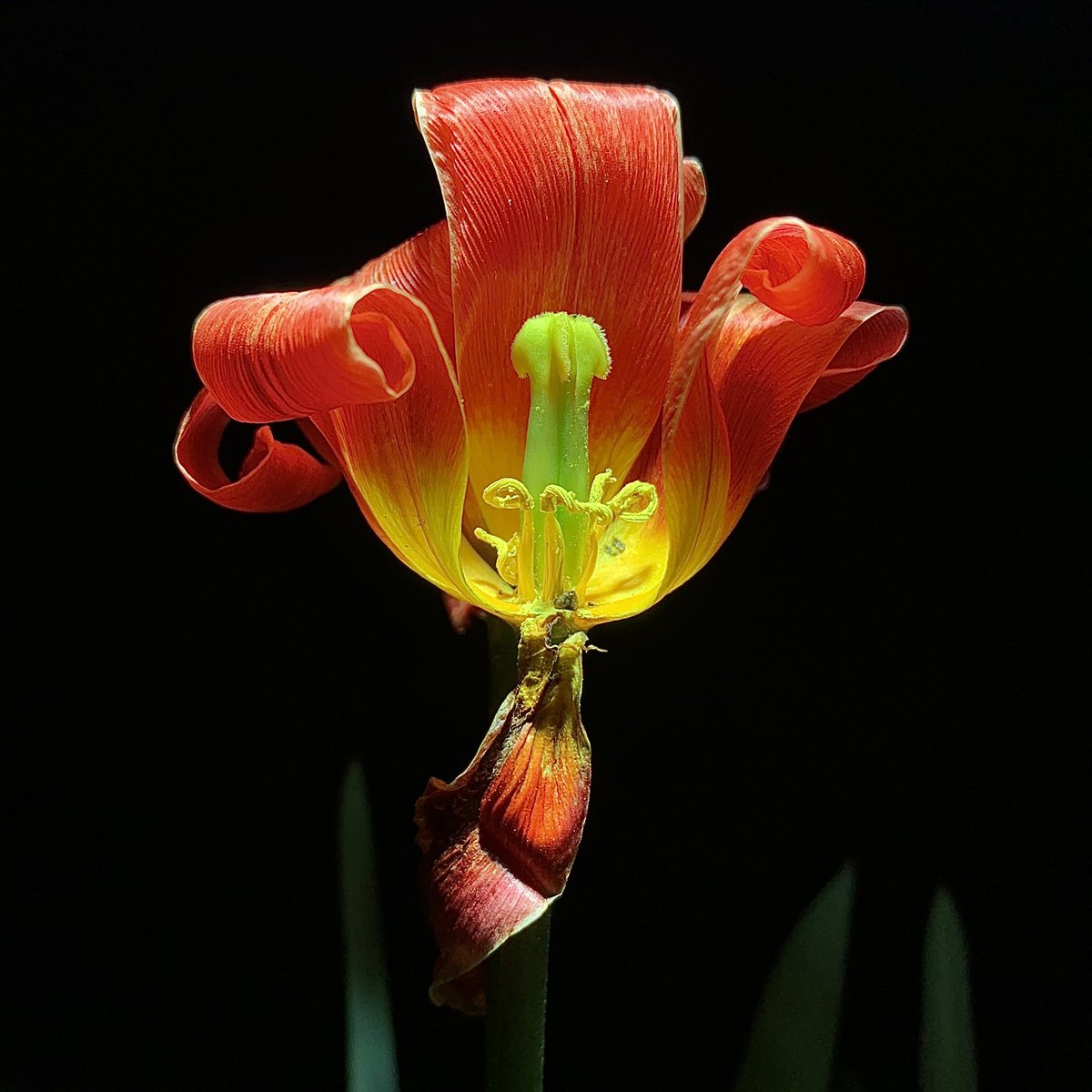 The opening 

#betthupferlbild