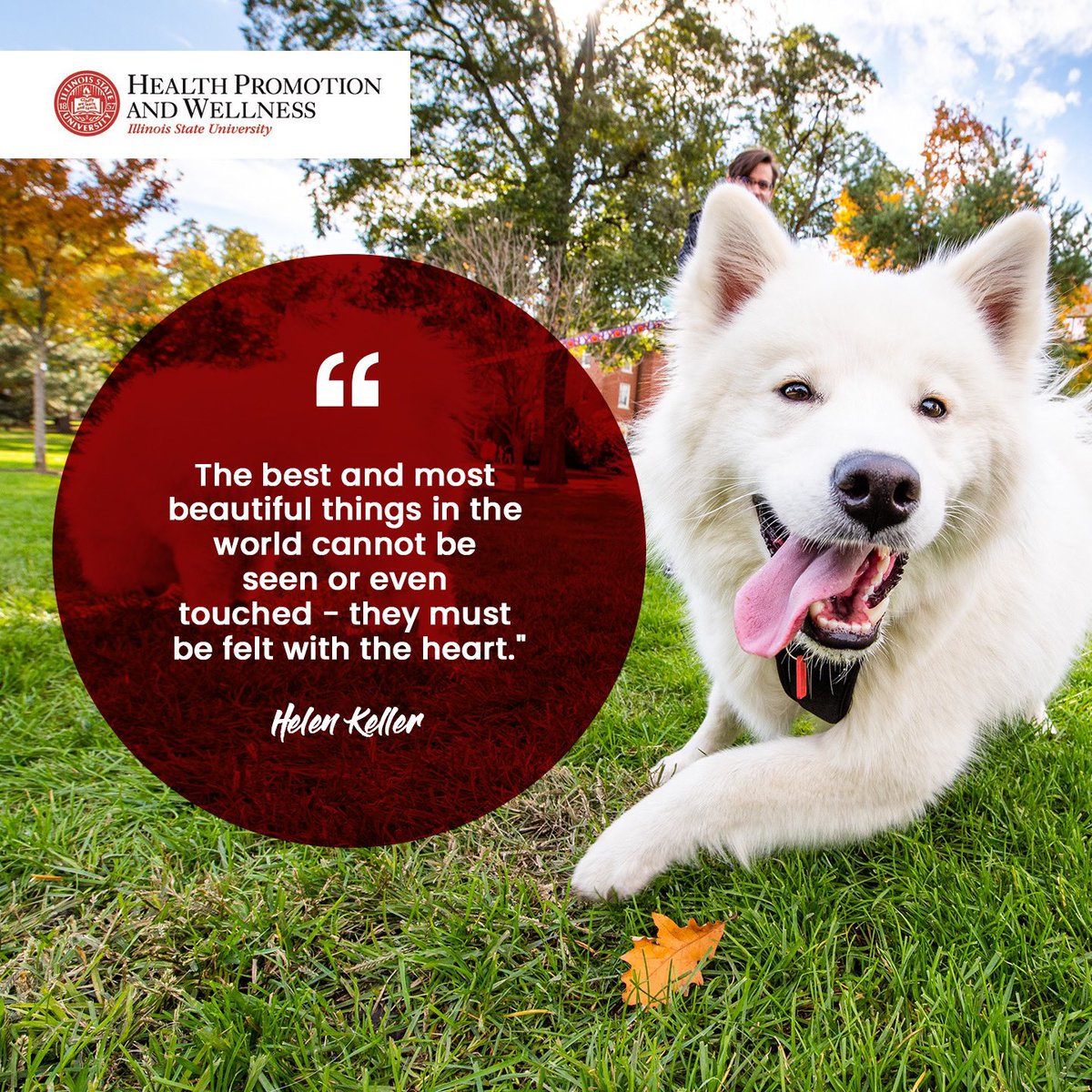 Redbird Well tweet media