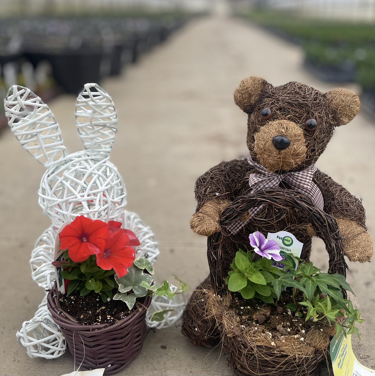 Make this Easter egg-stra special with goodies from Pahl's Market! Hop on over to see what's blooming! #easter #happyeaster #easterbunny #spring #shoppahlsmarket #pahlsmarket