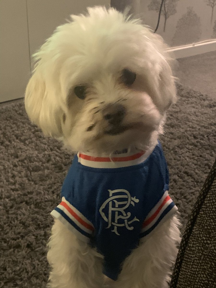 Arlenep1982's tweet photo. @SeafarerMichael @RangersFC @UrbanPup My wee ollies already got his too https://t.co/smKnI8GOhU