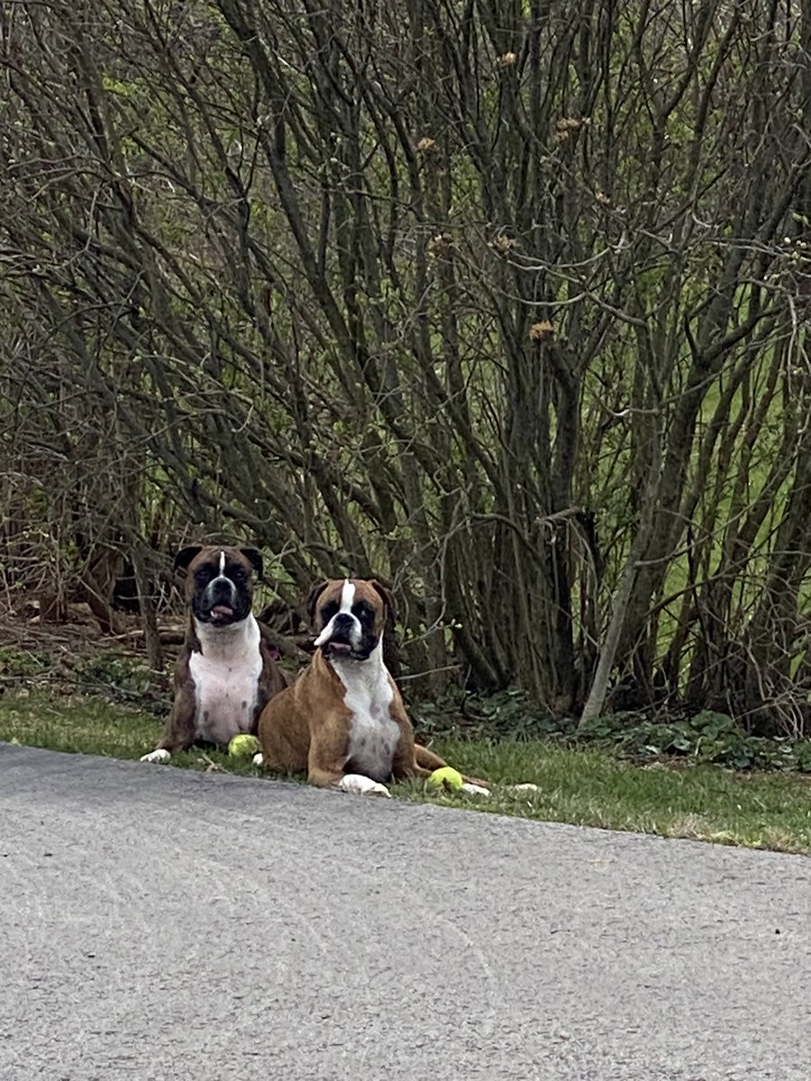 Handsome boys protecting their tennis balls