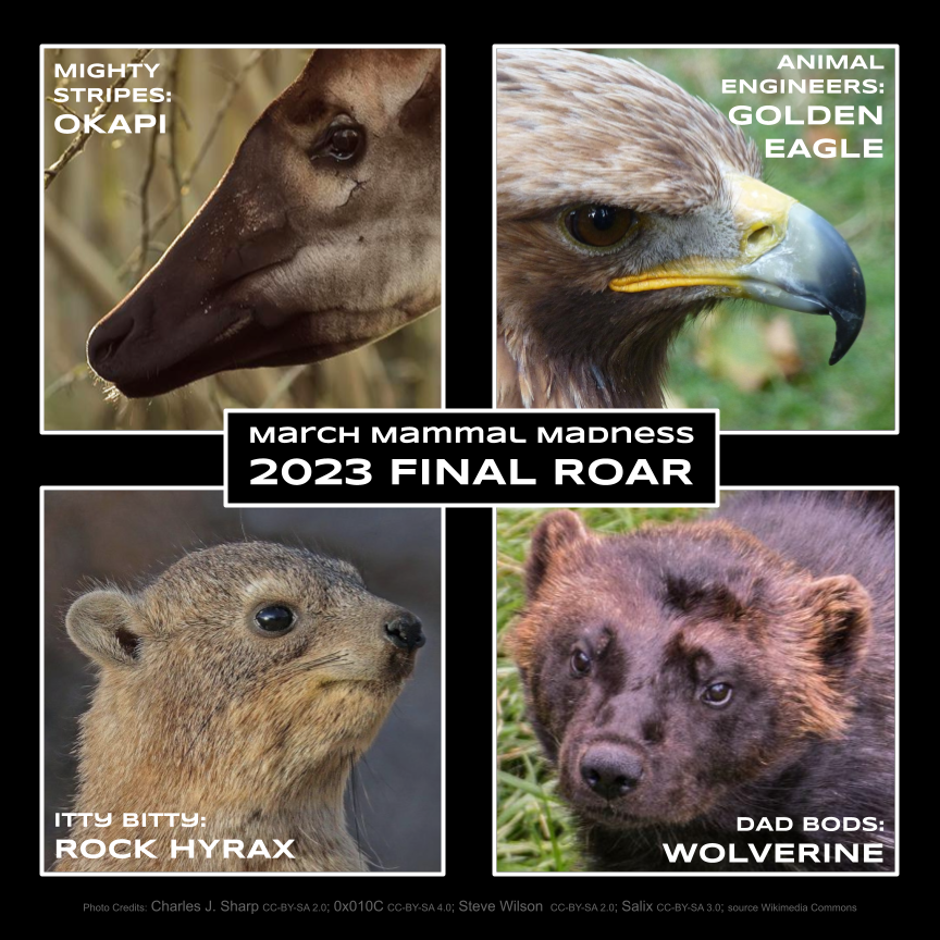 THE #2023MMM FINAL ROAR!

OKAPI vs. HYRAX

GOLDEN EAGLE VS. WOLVERINE

WHO FALLS IN DEFEAT?!?!

WHO REACHES THE CHAMPIONSHIP!?!?

FIND OUT TONIGHT 8PM Eastern!
