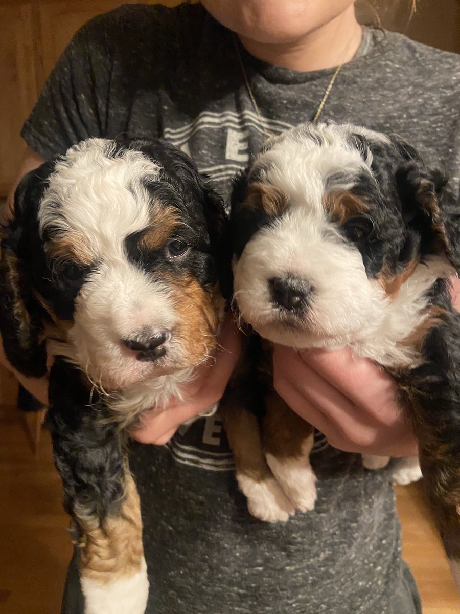 Its_No_L's tweet photo. PUPPIES😍😍😍😍😍 https://t.co/RNAbGixu91