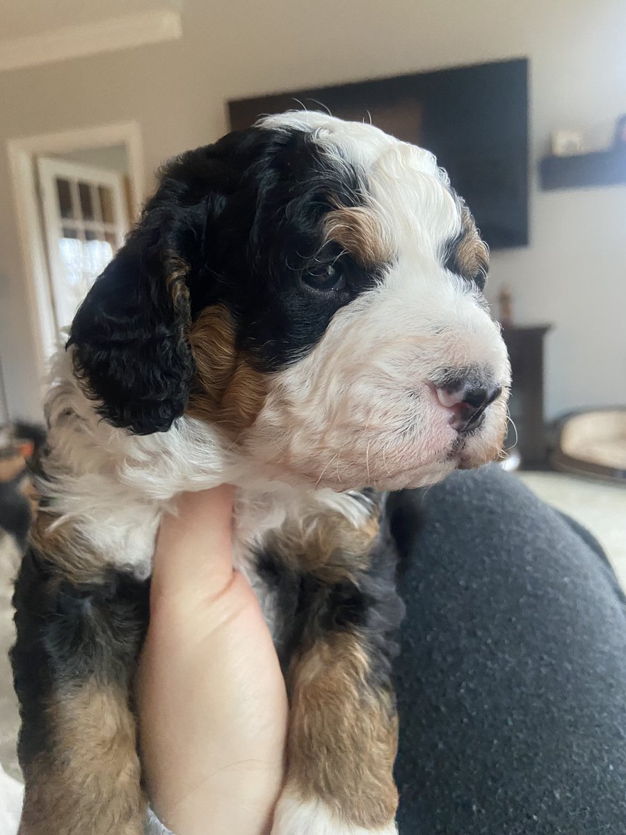 Its_No_L's tweet photo. PUPPIES😍😍😍😍😍 https://t.co/RNAbGixu91