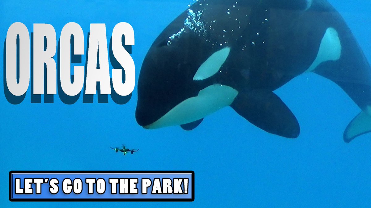 LetsGo2ThePark's tweet photo. Swim on over to the channel for a Little Monday look at some magnificent marine mammals🐬
#orca #killerwhale #marinezoology #letsgotothepark
https://t.co/hliARXbzxL https://t.co/hmMG50gltS