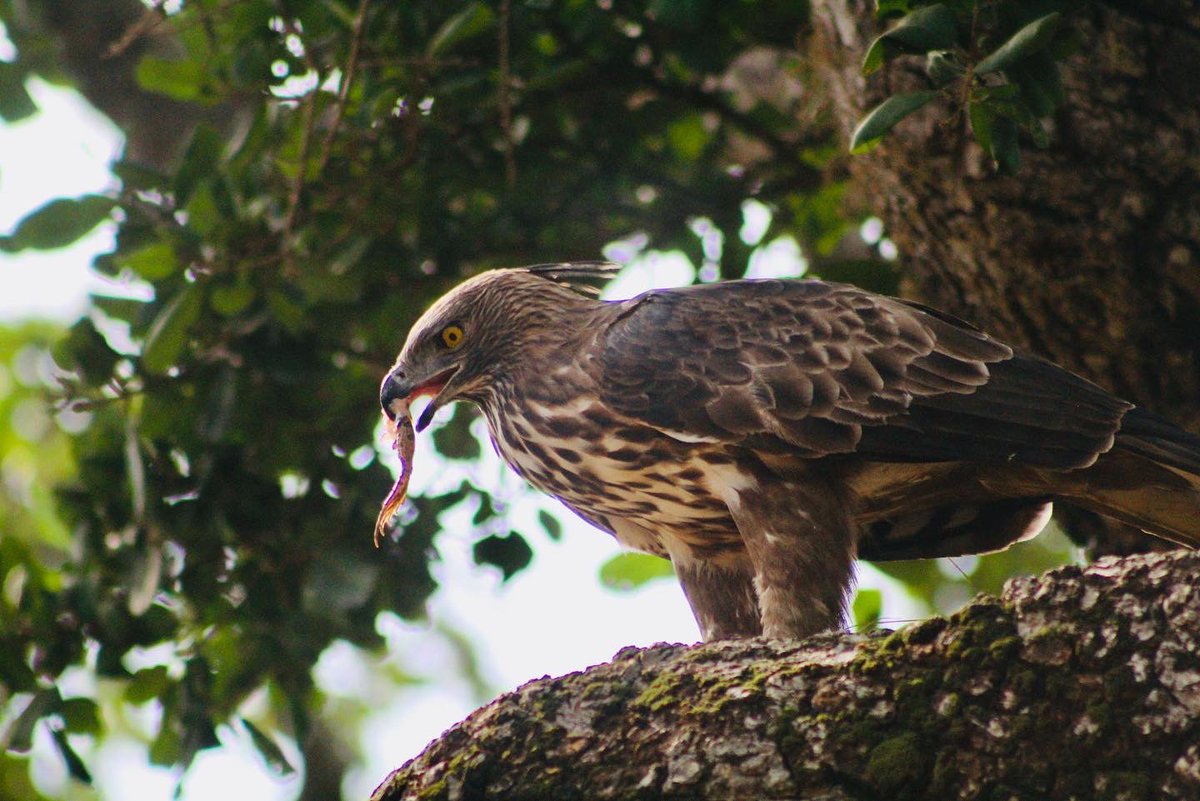 Han_clare2010's tweet photo. Ceylon Hawk Eagle…cannot wait to visit Sri Lanka again 🤩 

The abundance of wildlife is incredible. https://t.co/B3wc5Fu0FO