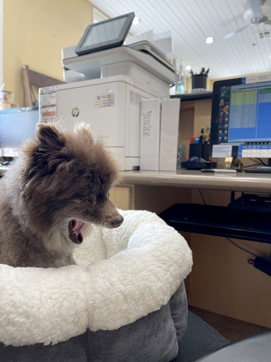 animalkeepersd's tweet photo. Mondays...
#ak #animalkeeper #powaydogs #powaypets #poway #sandiego #sd #sddogs #sandiegodogs #sdpets #sandiegopets #dogs #pets #mondays #monday https://t.co/yerY2C8gDj