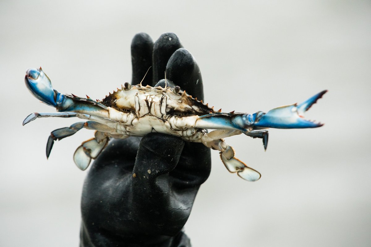 chesbayprogram's tweet image. The blue crab’s scientific name, callinectes sapidus, comes from the Greek words for “beautiful” and “swimmer.”  They have three pairs of walking legs and one pair of paddle-shaped rear swimming legs.

📍Deal Island, Md.
📸Will Parson/Chesapeake Bay Program