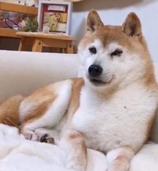 this dog has no idea what is happening