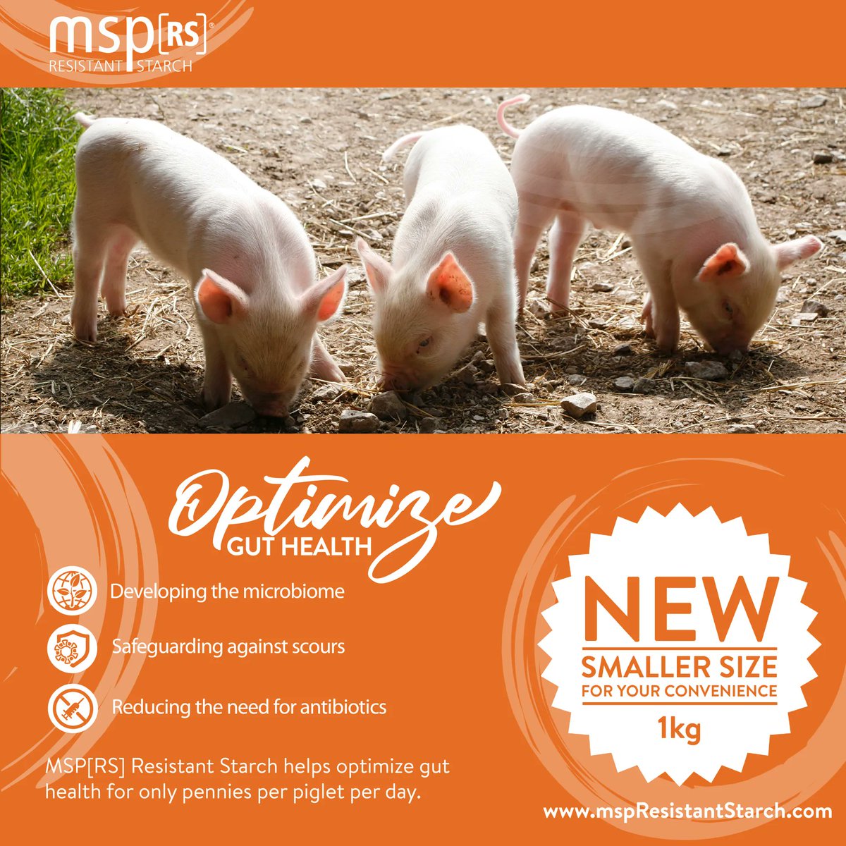 MSP[RS] Resistant Starch is now available a convenient smaller size!  Optimize gut health and improve piglet performance, starting day one!  #optimizeguthealth #digestion #animalperformance #piglets