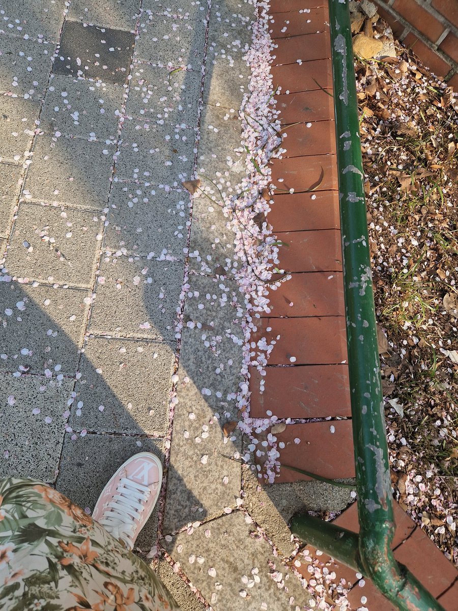 Гоё газар гоё бодол л төрөх юм. Сакура н дэлбээ дээгүүр ,,,,салбагнаж өгч бнодоо