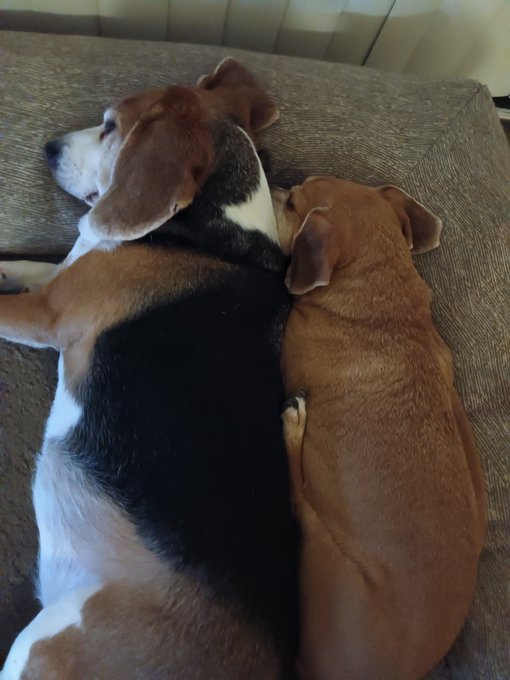 Roxy and Socks ❤️❤️❤️ https://t.co/8E8RjJe4wo