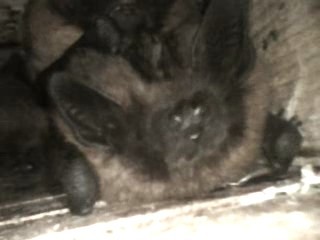 RGMeijer81's tweet photo. Van de 36 vleermuiskasten in het #Asserbos hangen er nog 32, zijn 12 door spechten vernield en waren 7 in gebruik door 3 soorten: Rosse vleermuis, Gewone dwergvleermuis en 1 Gewone grootoorvleermuis. Van rosse en dwerg 2 (harem)groepjes en een solitair. @drentslandschap @VLEN_NL https://t.co/cZFHvqHVyQ