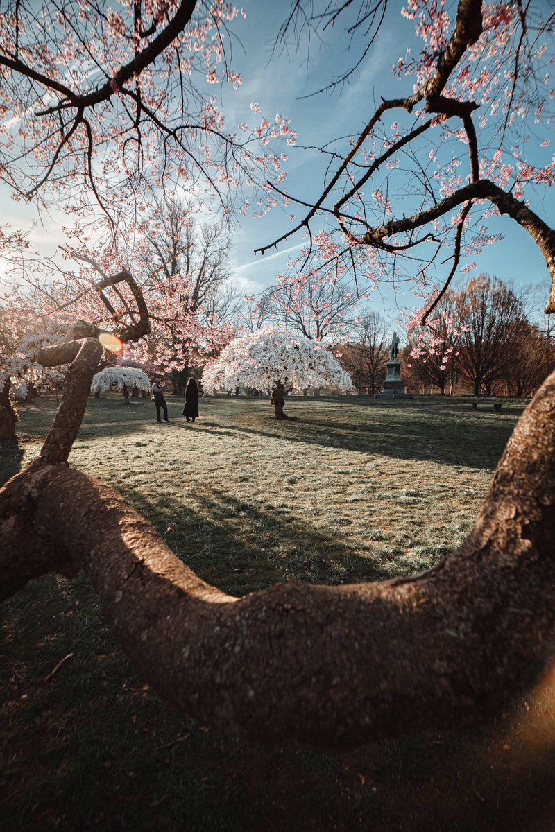 Philadelphia is Blooming right now

Captured with the @sonyalpha SonyA7iii + FE 2.8/16-35mm GM lense

#philadelphia #philly #cherryblossom #blossomtree #myphillyphoto