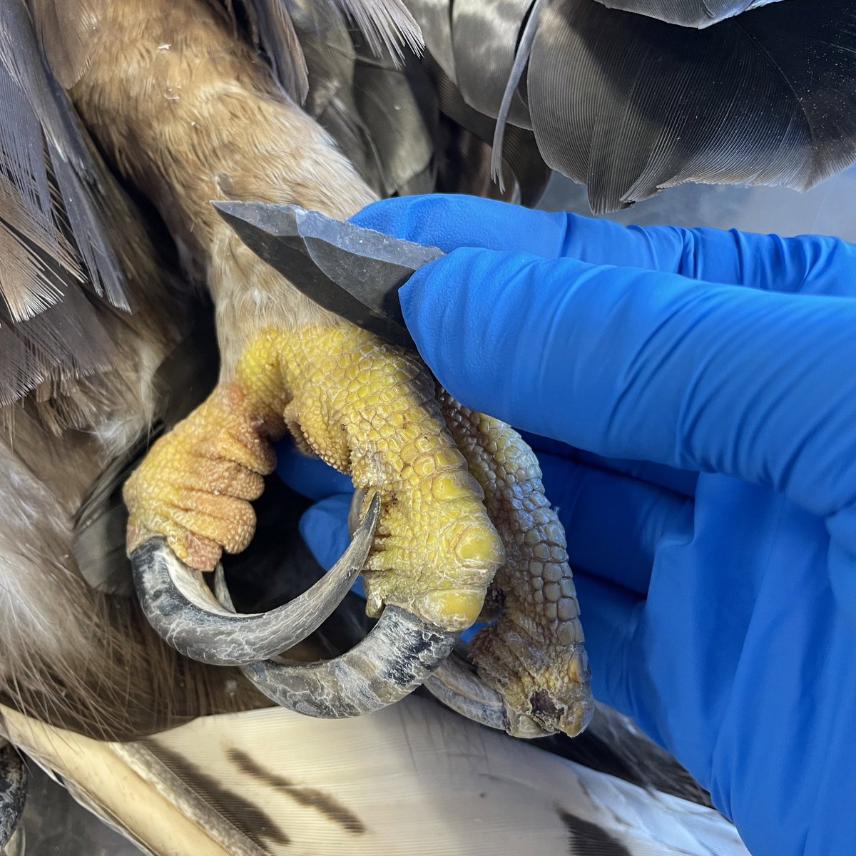 WhiteRabbit36's tweet photo. Hemos aprovechado para aumentar nuestra muestra experimental de rapaces procesadas con herramientas prehistóricas. Para ello hemos utilizado puntas chatelperronienses y musterienses de silex de Monegros. https://t.co/yXM9afiexg