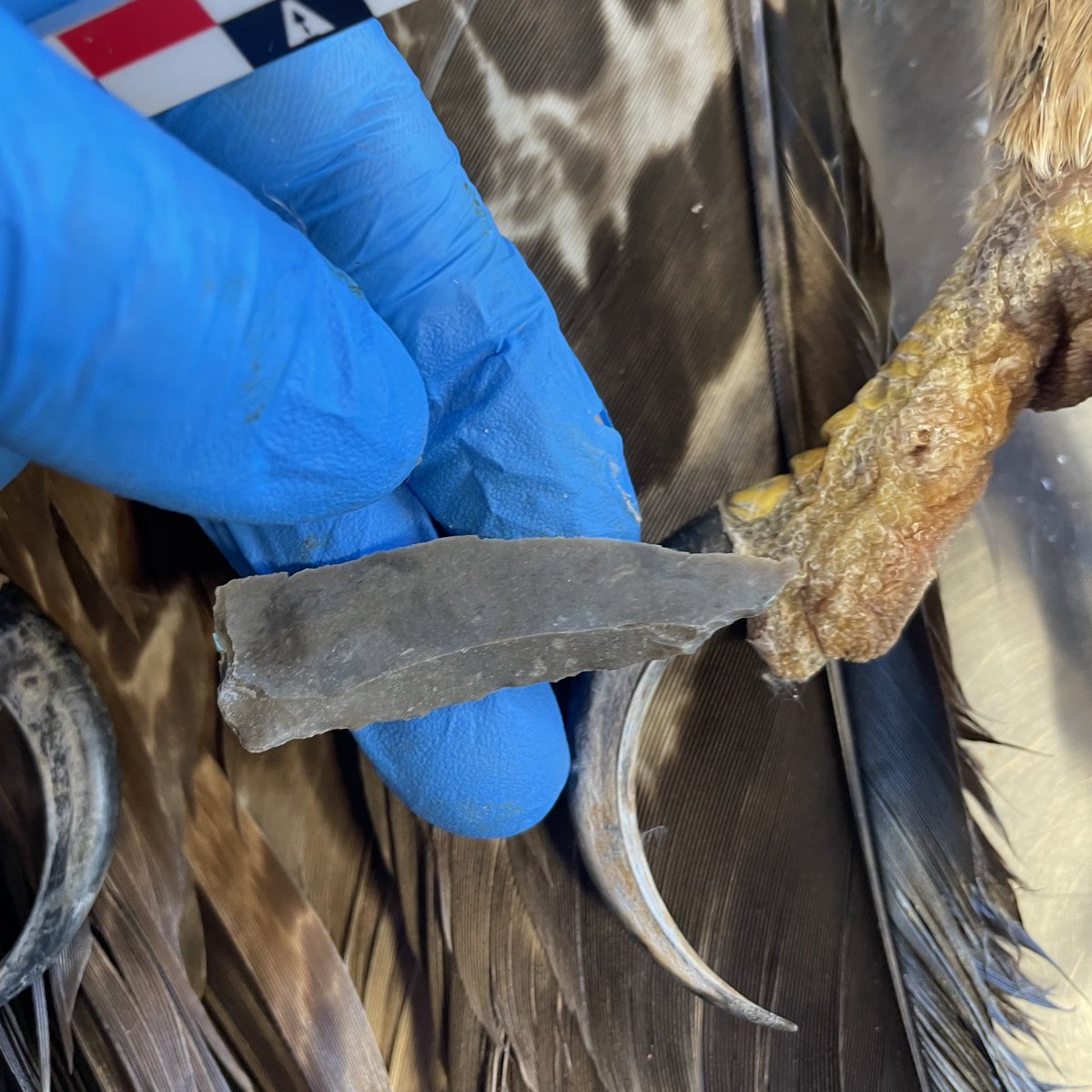 WhiteRabbit36's tweet photo. Hemos aprovechado para aumentar nuestra muestra experimental de rapaces procesadas con herramientas prehistóricas. Para ello hemos utilizado puntas chatelperronienses y musterienses de silex de Monegros. https://t.co/yXM9afiexg