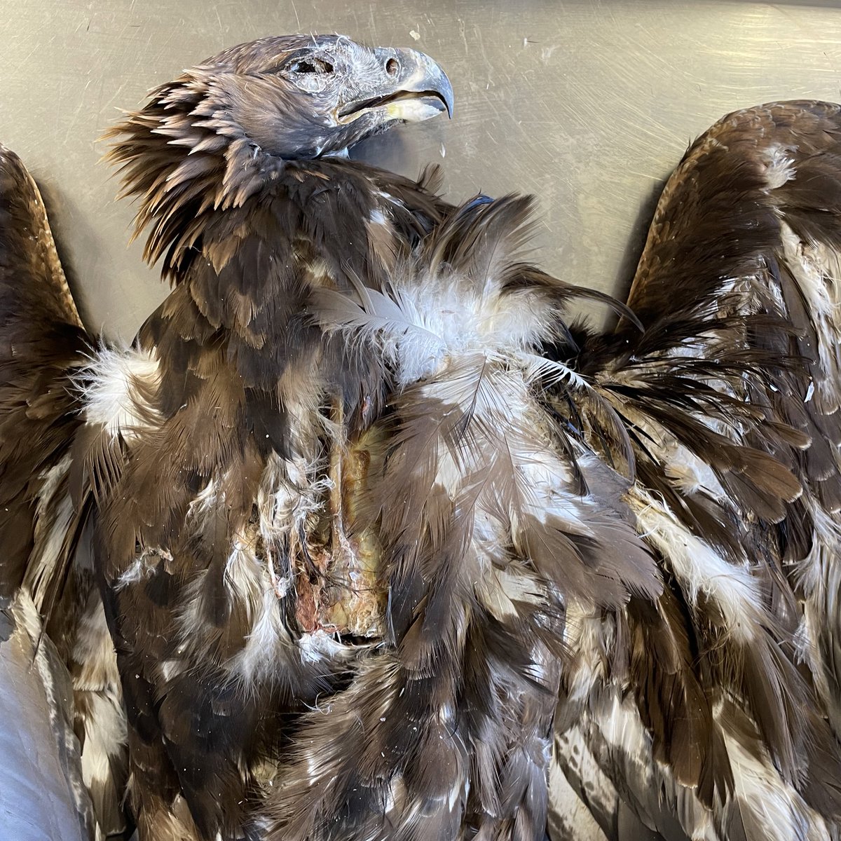 WhiteRabbit36's tweet photo. Hoy ha tocado procesar los cadáveres de 3 individuos de Aquila chrysaetos. Estos animales, muertos de forma natural, han sido cedidos por la administración. Sus esqueletos pasarán a formar parte de nuestra osteoteca. https://t.co/NoCG8pTEOm