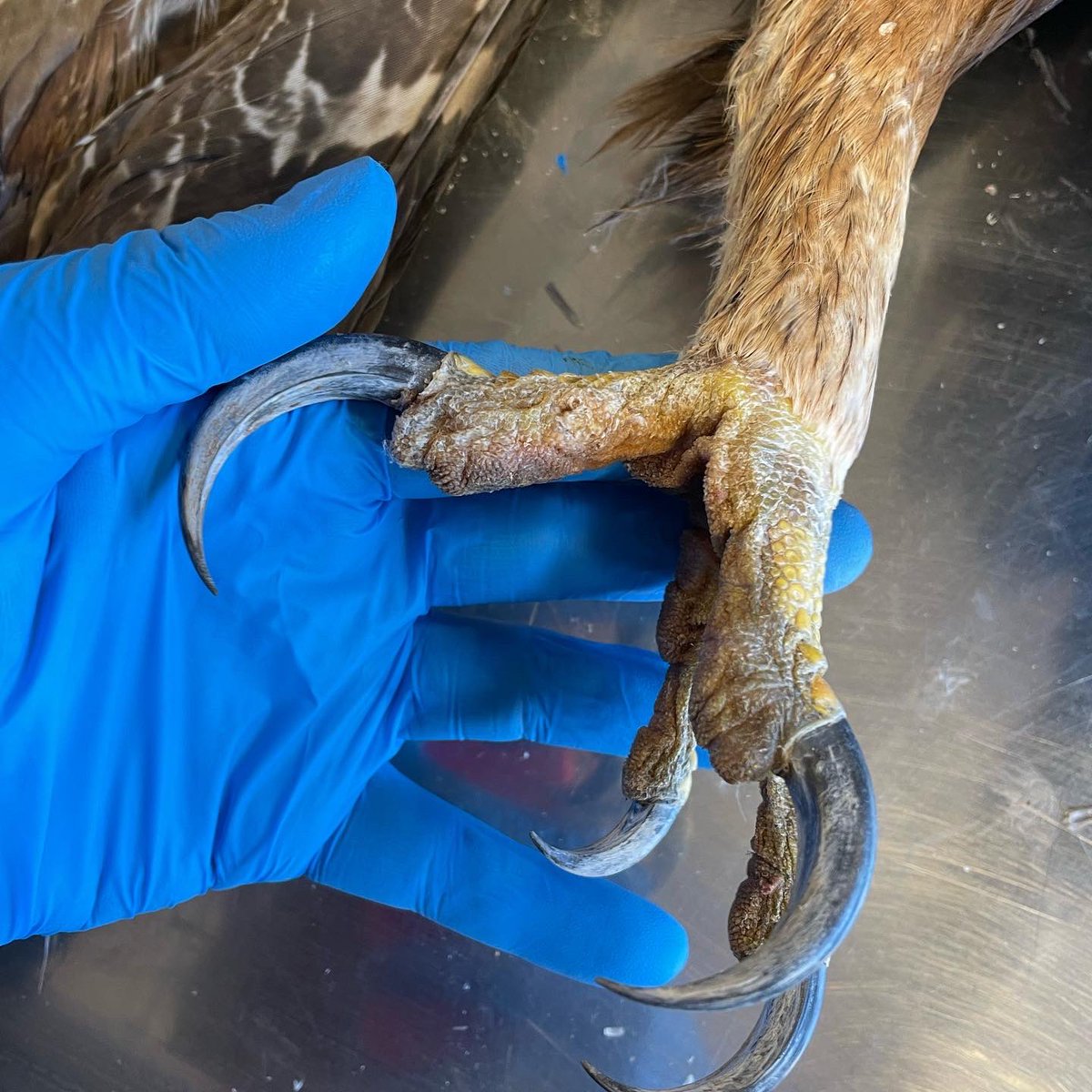 WhiteRabbit36's tweet photo. Hoy ha tocado procesar los cadáveres de 3 individuos de Aquila chrysaetos. Estos animales, muertos de forma natural, han sido cedidos por la administración. Sus esqueletos pasarán a formar parte de nuestra osteoteca. https://t.co/NoCG8pTEOm