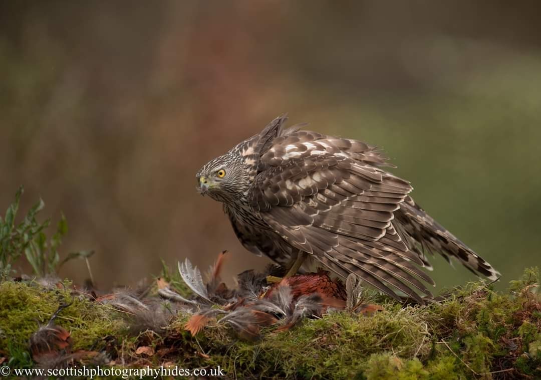 Latest hide...Northern Goshawk.  A dream come true for me 🔥🦅
