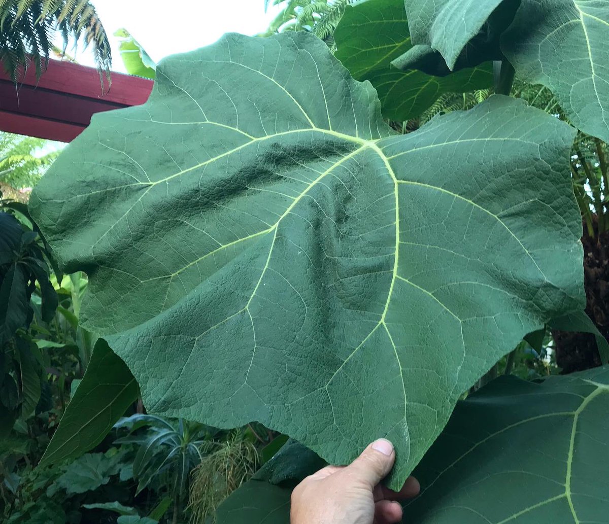 MikesRarePlants's tweet photo. Podachaenium eminens (Giant Daisy Tree) 
This is what it will look like by mid summer https://t.co/SLXyhlOsPf
