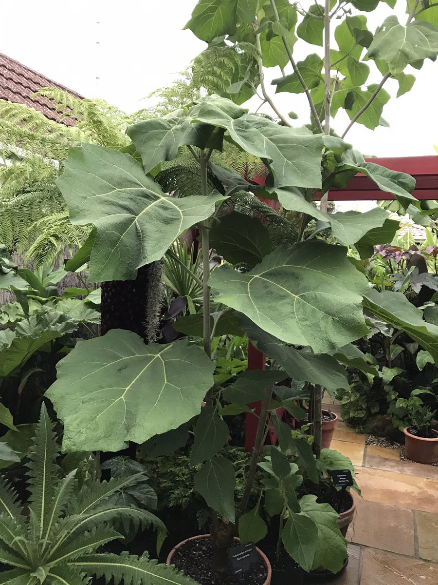 MikesRarePlants's tweet photo. Podachaenium eminens (Giant Daisy Tree) 
This is what it will look like by mid summer https://t.co/SLXyhlOsPf