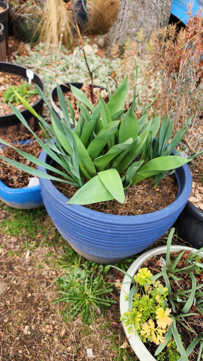 GardensHour on Twitter "RT SpokenGarden GardensHour Bulbs in