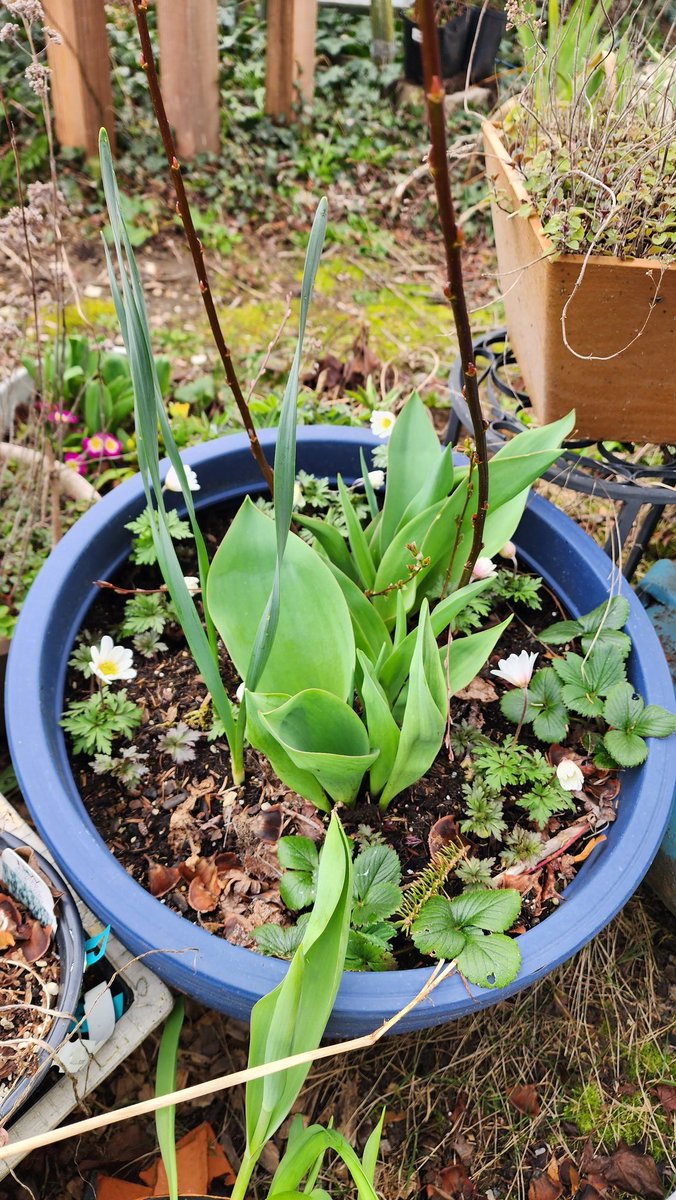 GardensHour on Twitter "RT SpokenGarden GardensHour Bulbs in