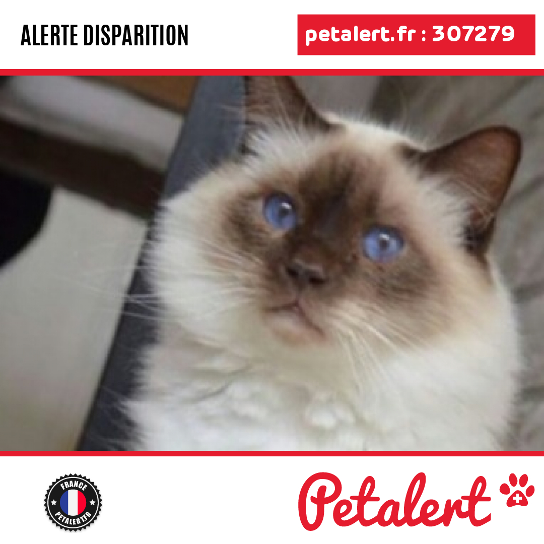 petalert_france's tweet photo. Disparu #Chat #Essonne #Breuillet #Petalert #PetAlert91 / https://t.co/tqm2kYl2Pm https://t.co/TKwaN8Fiis