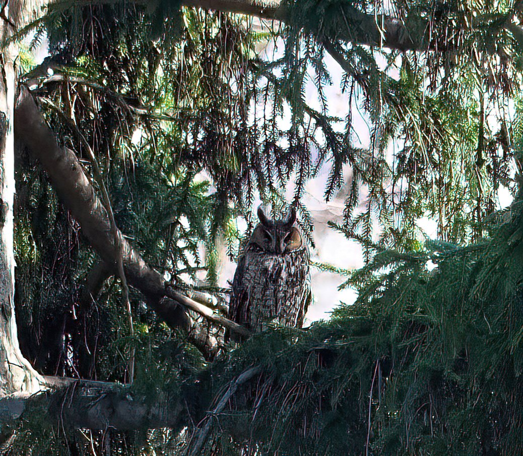 Above96th's tweet photo. Absolutely amazing! Today we had at least three magnificent owls in Central Park: Flaco, the Eurasian Eagle-owl, Geraldine, the Great Horned Owl and this beauty, a Long-eared Owl! First time I ever saw one! #birdcpp #birdtwitter https://t.co/hxCg2QTYiE