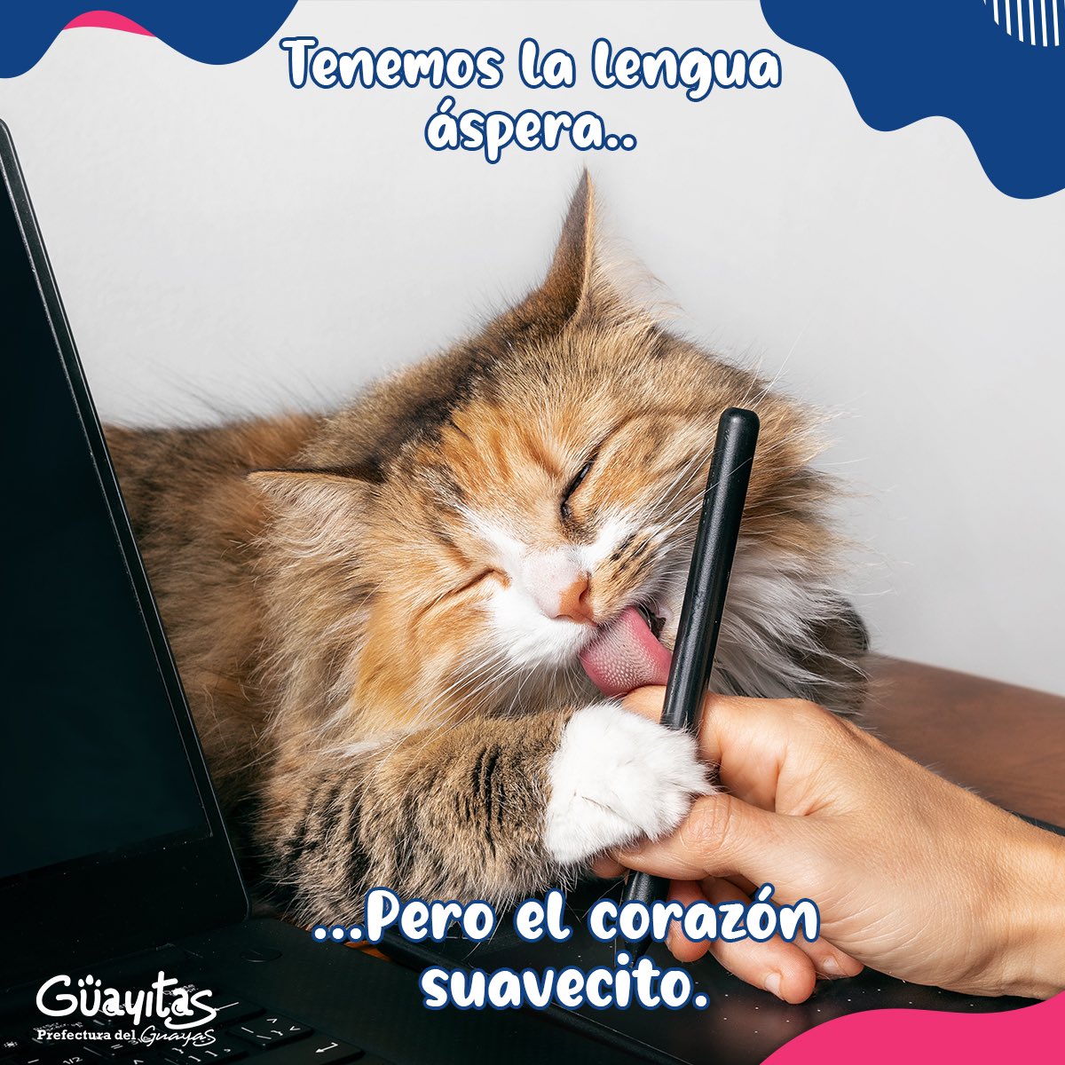guayitas_ec's tweet photo. ¡Adopta, no compres!

#Guayitas #AmorPerruno #AmorGatuno #AdoptarEsAmar #Prefectura https://t.co/D9aMBc57JA