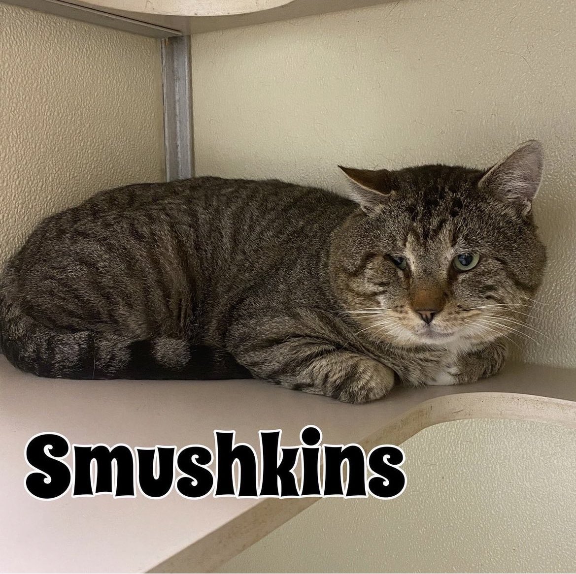 mrfishtopher's tweet image. BLACKWOOD, NJ!! Homeward Bound has rescued a Fishtopher-like friend! His name is Smushkins! ws.petango.com/webservices/ad…