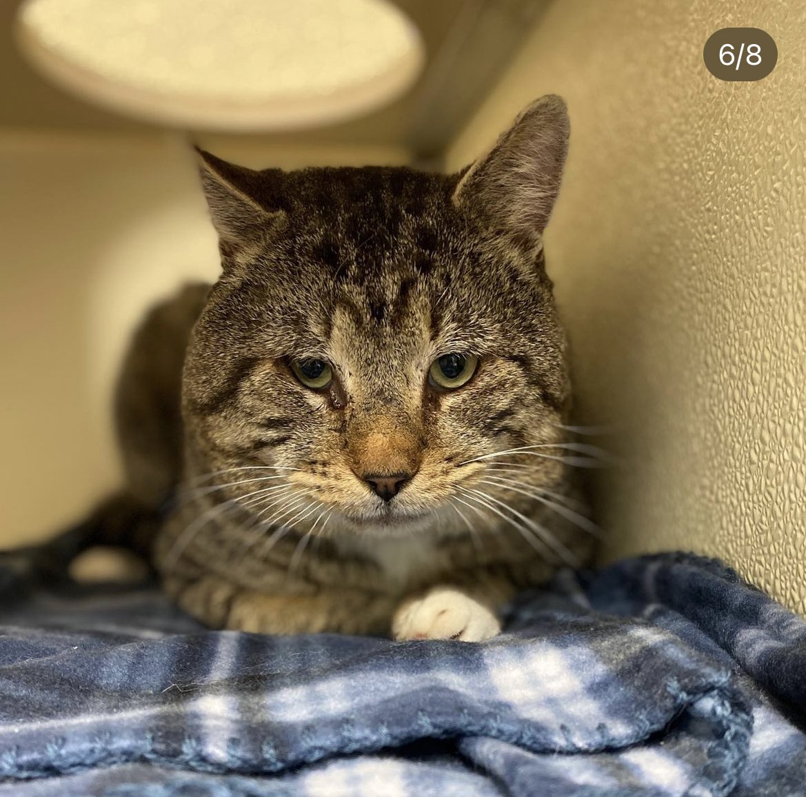 mrfishtopher's tweet image. BLACKWOOD, NJ!! Homeward Bound has rescued a Fishtopher-like friend! His name is Smushkins! ws.petango.com/webservices/ad…